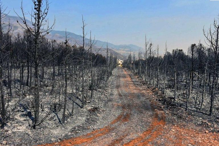 الأمم المتحدة تكشف خسائر حرائق...