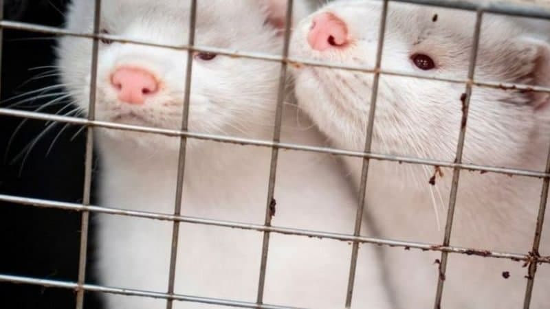 ما علاقة الحيوانات بعدم انتهاء...