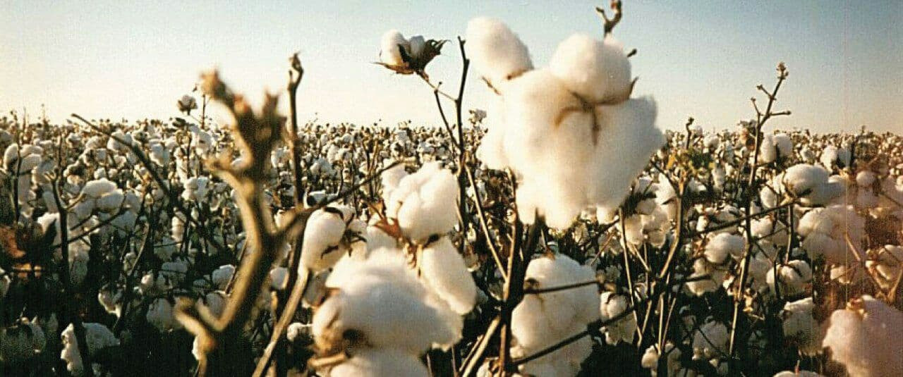 مسؤول موالٍ: لم نستلم "القطن"...