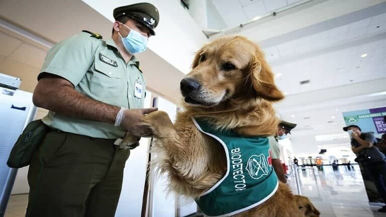 استخدام الكلاب للتعرف علـى الم...