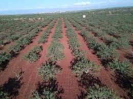 تقرير: مزادات علنية لبيع أراضي...