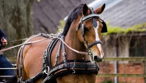 النظام ينفي منح ترخيص شركة حمي...