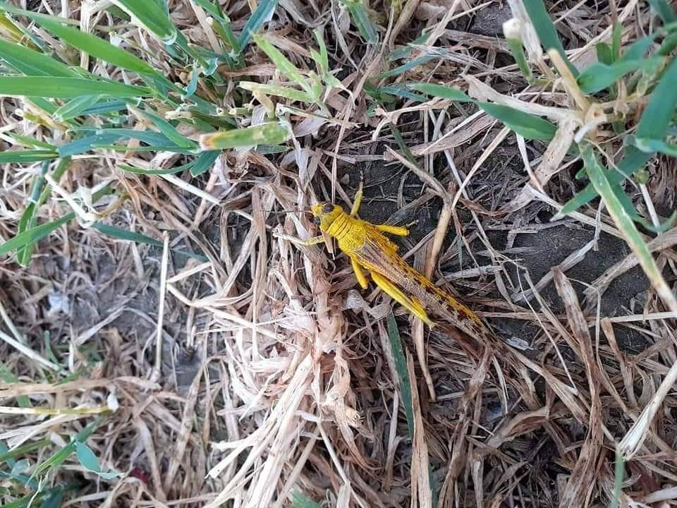 حكومة النظام: لا وجود لأسراب م...