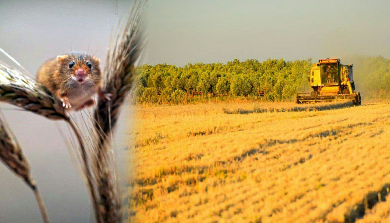 مزارعو القنيطرة يخسرون ثلث الم...