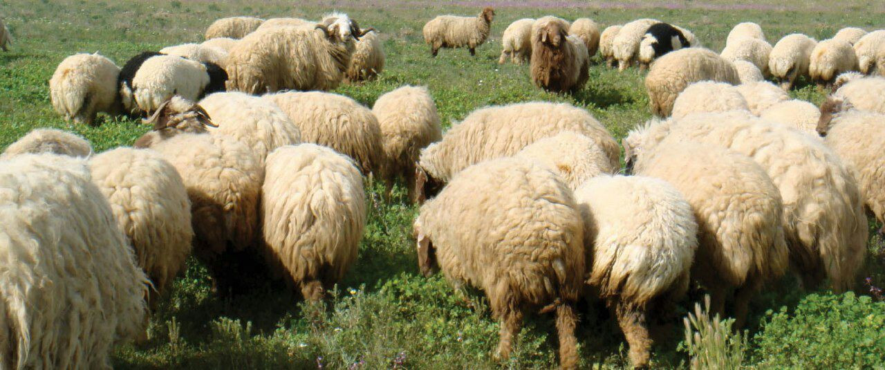 "انخفضت أم تنامت" تساؤلات حول...