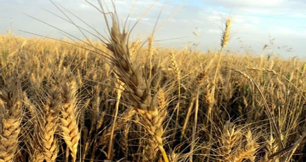 درعا.. الأمن السياسي يضيق على...