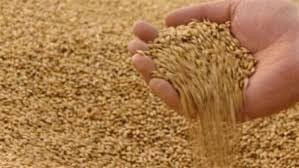 حكومة النظام ترفع سعر محصول ال...