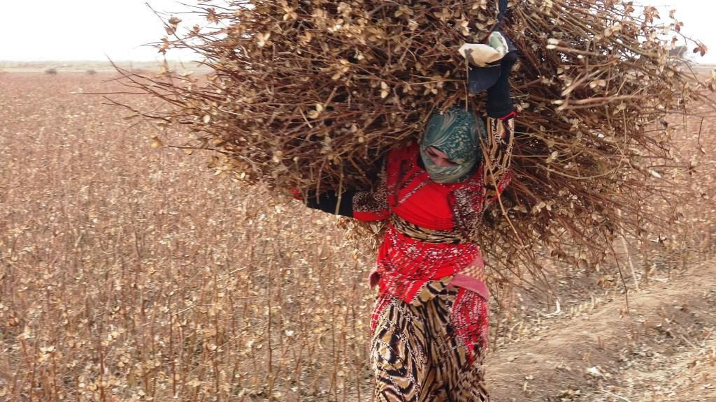 أثناء جمعها للحطب.. امرأة تفقد...