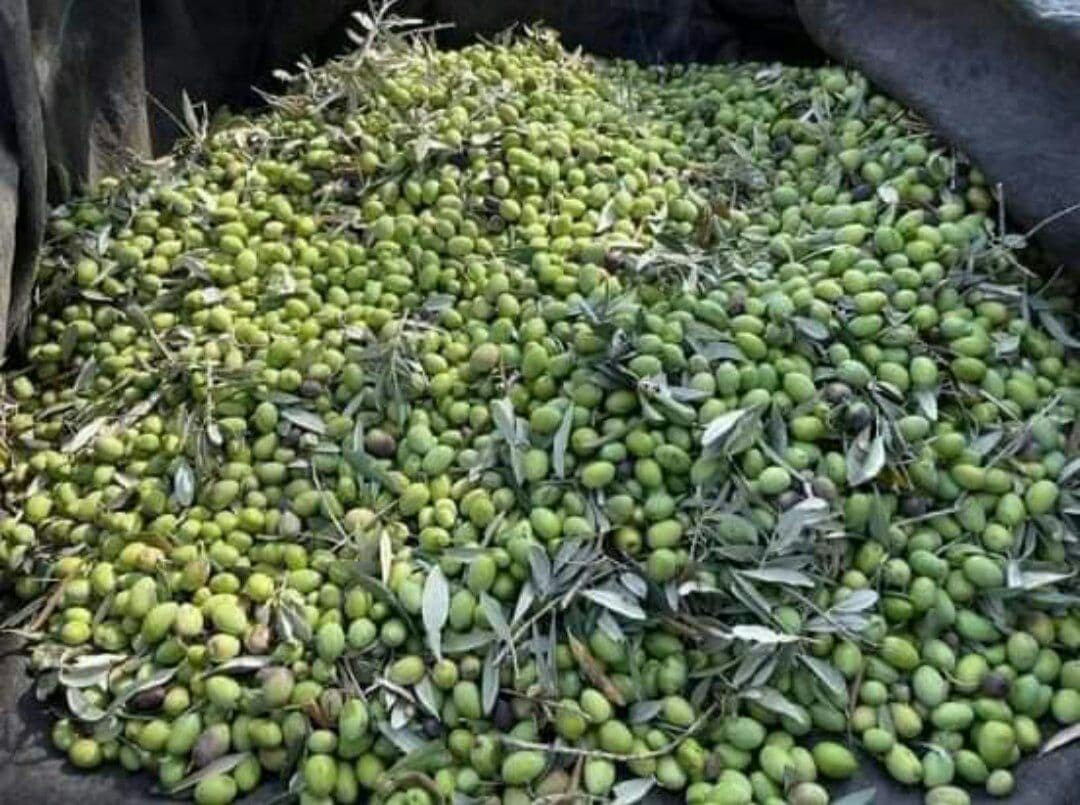 طرطوس.. إنتاج الزيتون يعادل نص...