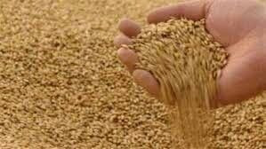 وزارة الزراعة: تقديرات القمح ا...