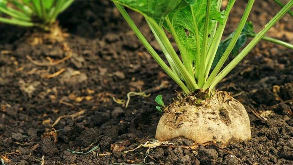 تراجع زراعة "الشوندر السكري" ف...