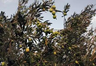 "رئيس اتحاد الفلاحين" يكشف نتا...