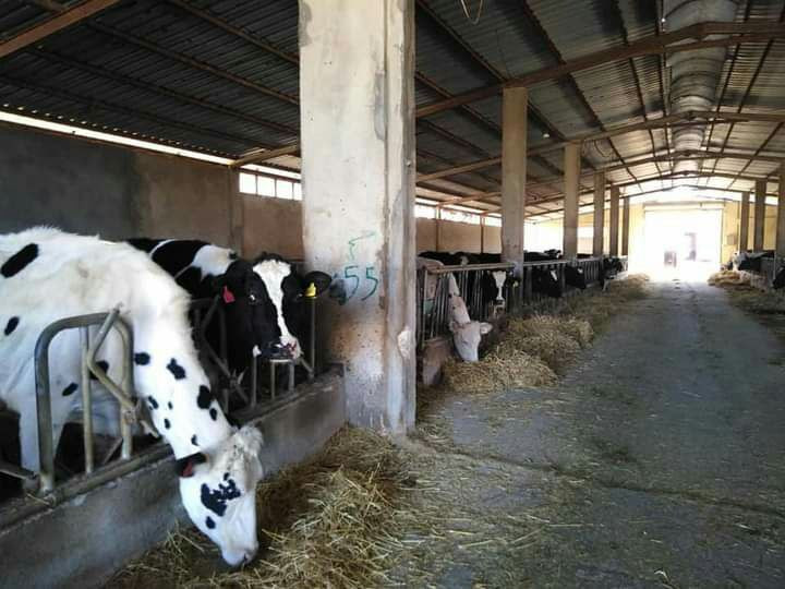 ارتفاع أسعار العلف يهدد مصير ا...