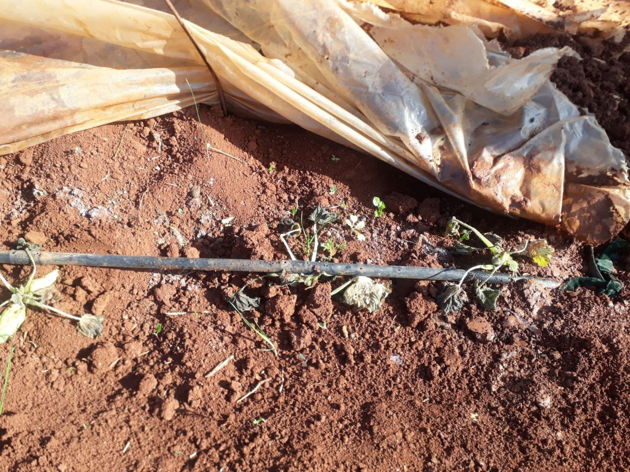 الصقيع يكبد مزارعي الشمال السو...