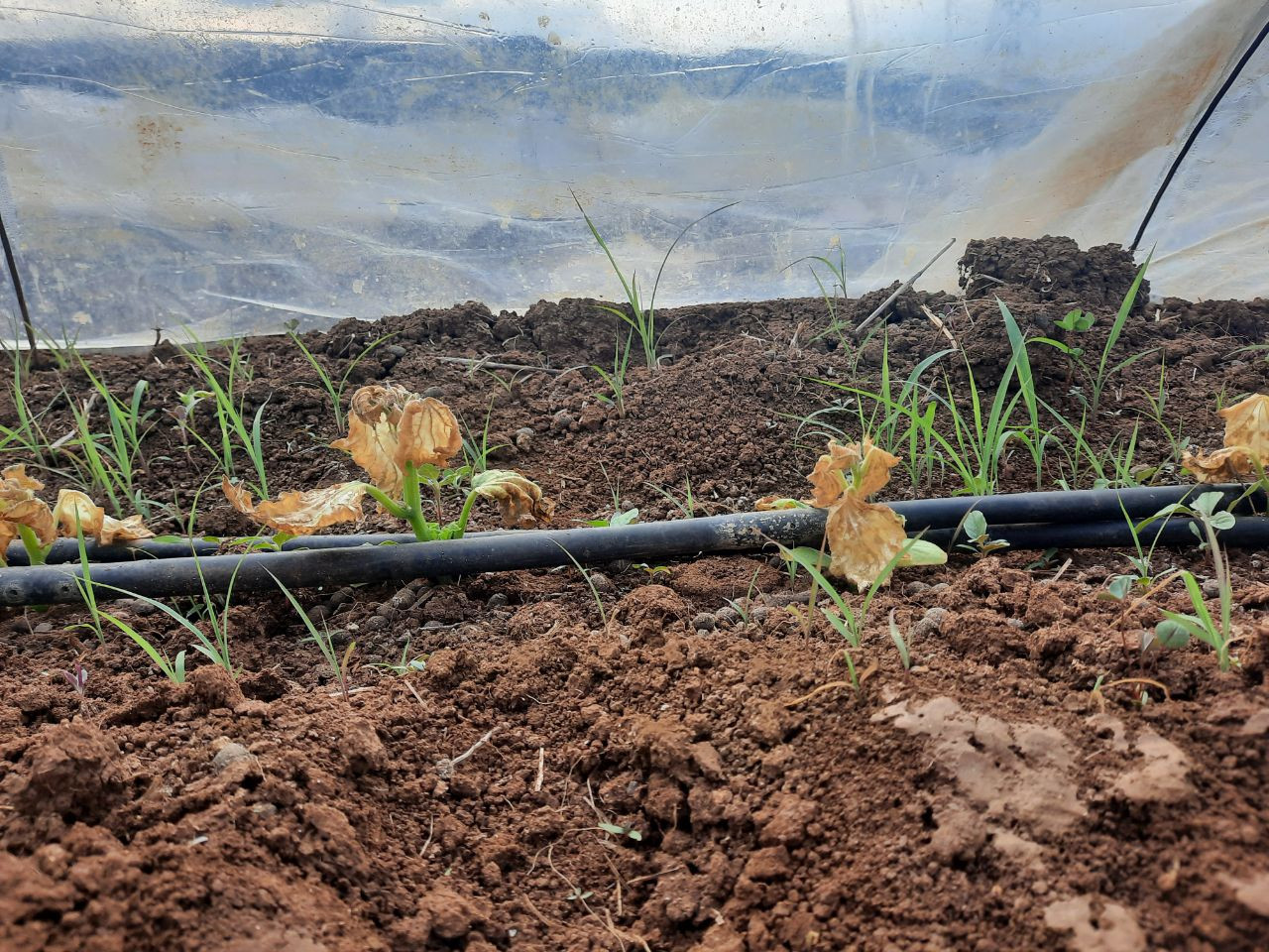 الصقيع يدمّر محصول الخضروات في...