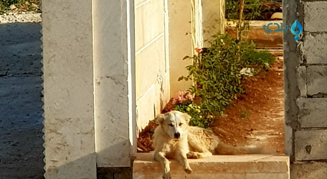 الكلاب الشاردة تقلق سكان ريف ح...