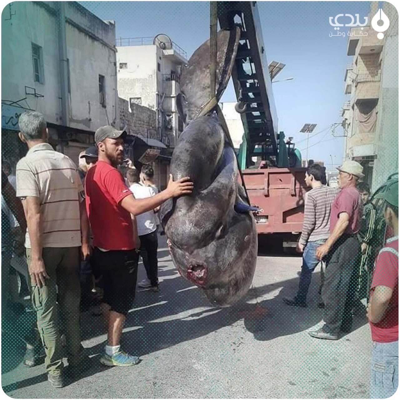 بيع سمكة "القمر العملاقة" في ج...