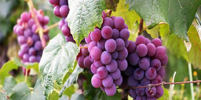 حماة.. تراجع إنتاج العنب هذا ا...