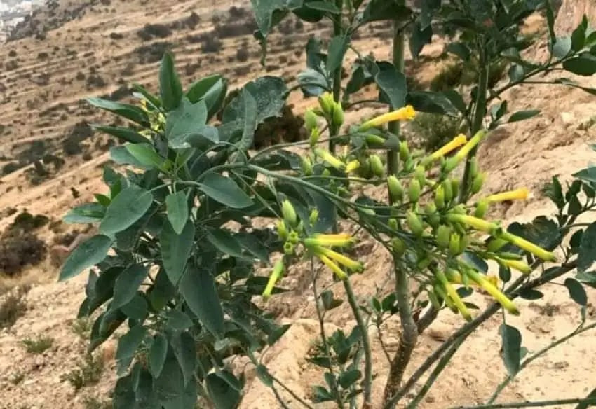 زراعة النظام ترصد "التبغ الكاذ...