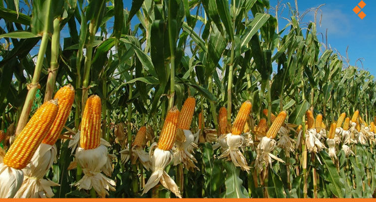 "اتحاد الفلاحين" يكشف عن سعر ج...