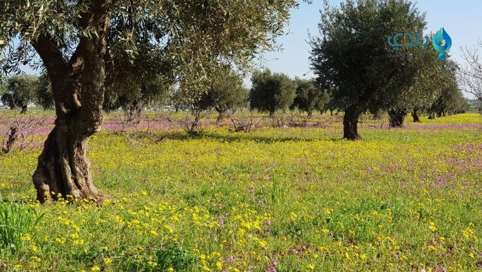 فراشات بيضاء تغزو الأراضي الزر...