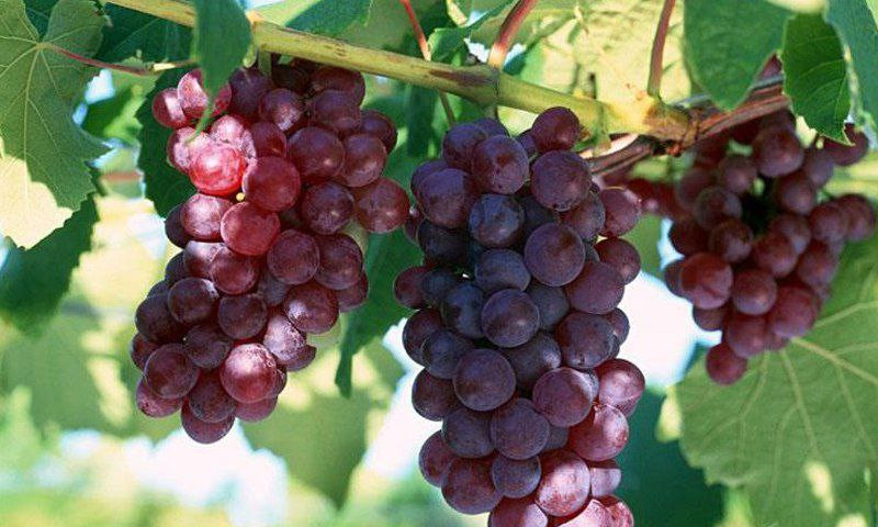 وزارة الزراعة تحرم مزارعي العن...