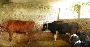 تراجع كبير بتربية اﻷبقار في ال...