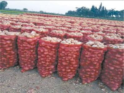 مزارعو البصل يمتنعون عن زراعته...