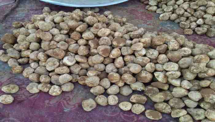 خرجوا للبحث عن الكمأة.. فقدان...