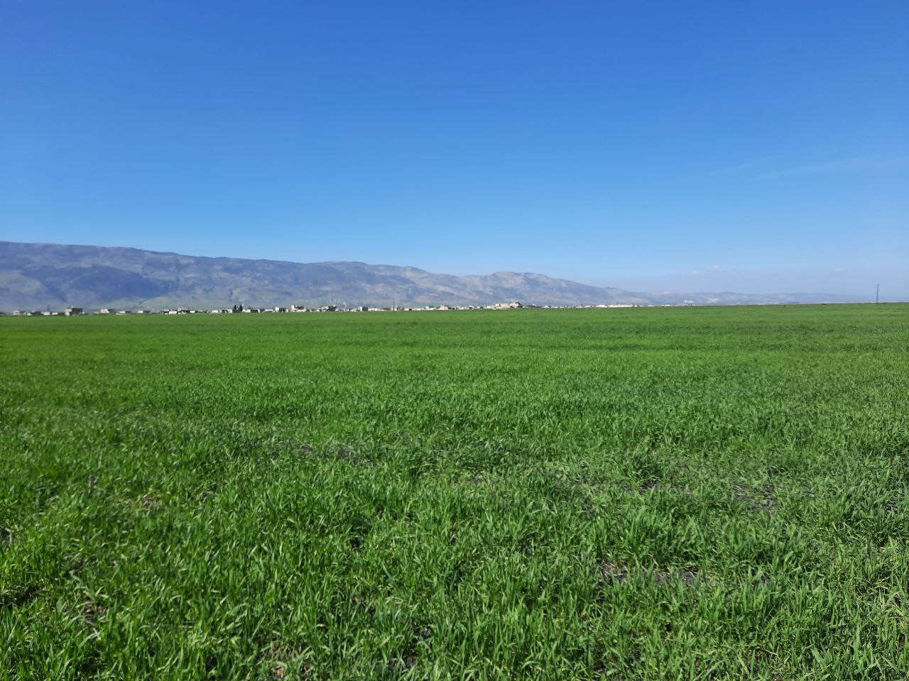 آفات زراعية وتغير مناخي ينذر ب...