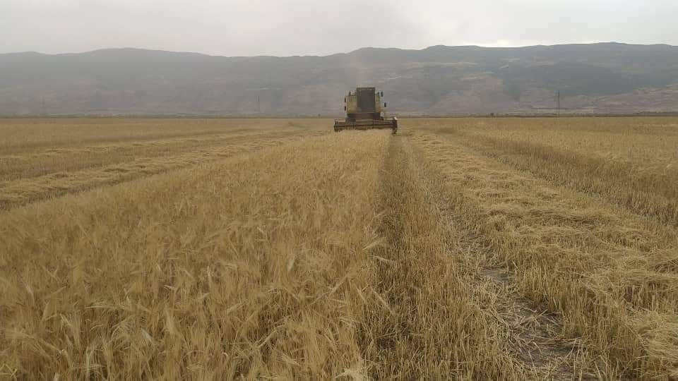 مزارعو سهل الغاب يسارعون لحصاد...