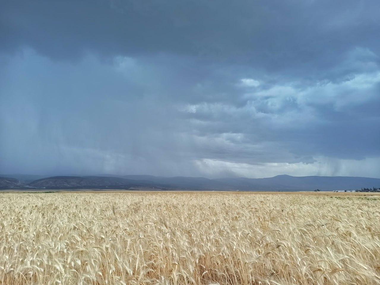 وزير زراعة النظام يعلن خفض است...