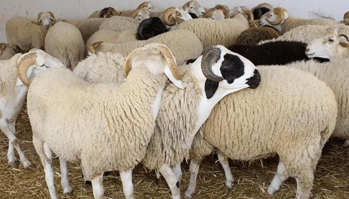 "مركز الملك سلمان" يوزع 1500 أ...