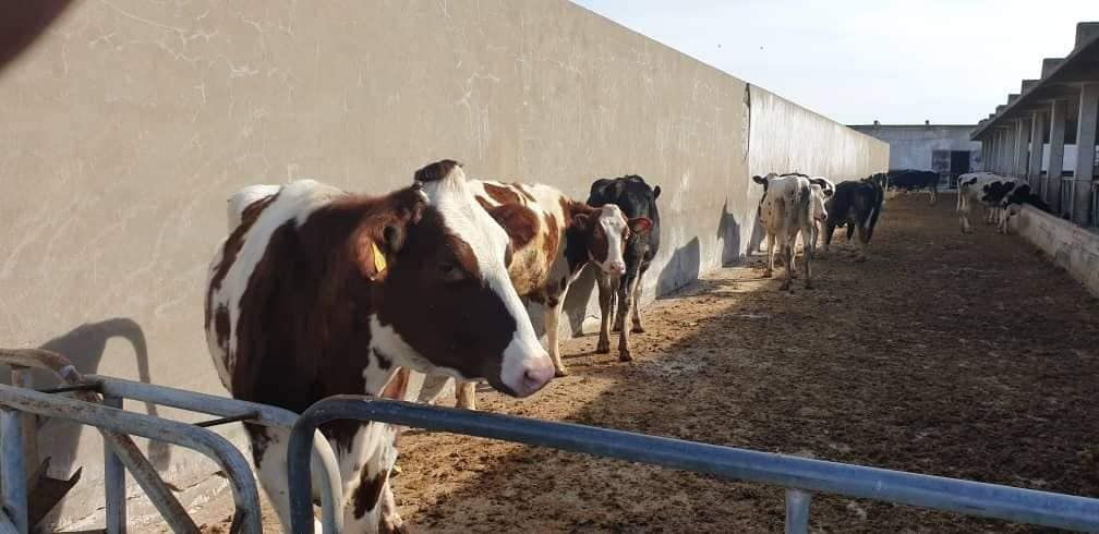 مدير مؤسسة المباقر في سوريا يع...