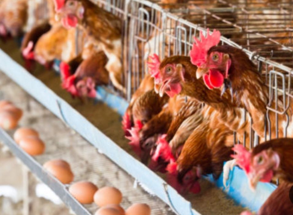 ارتفاع أسعار العلف يدفع المزار...