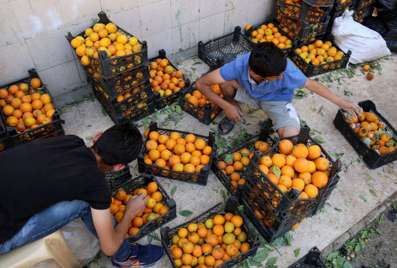خسائر في زراعة الحمضيات تدفع ا...
