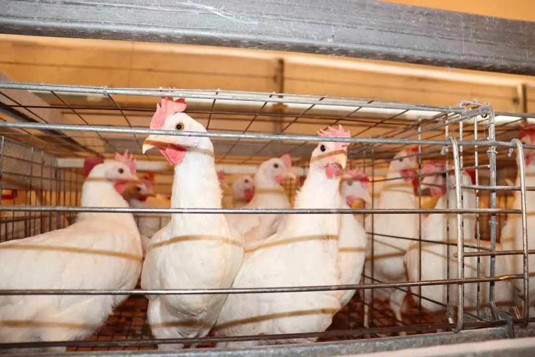 "لجنة مربي الدواجن": "الحكومة"...