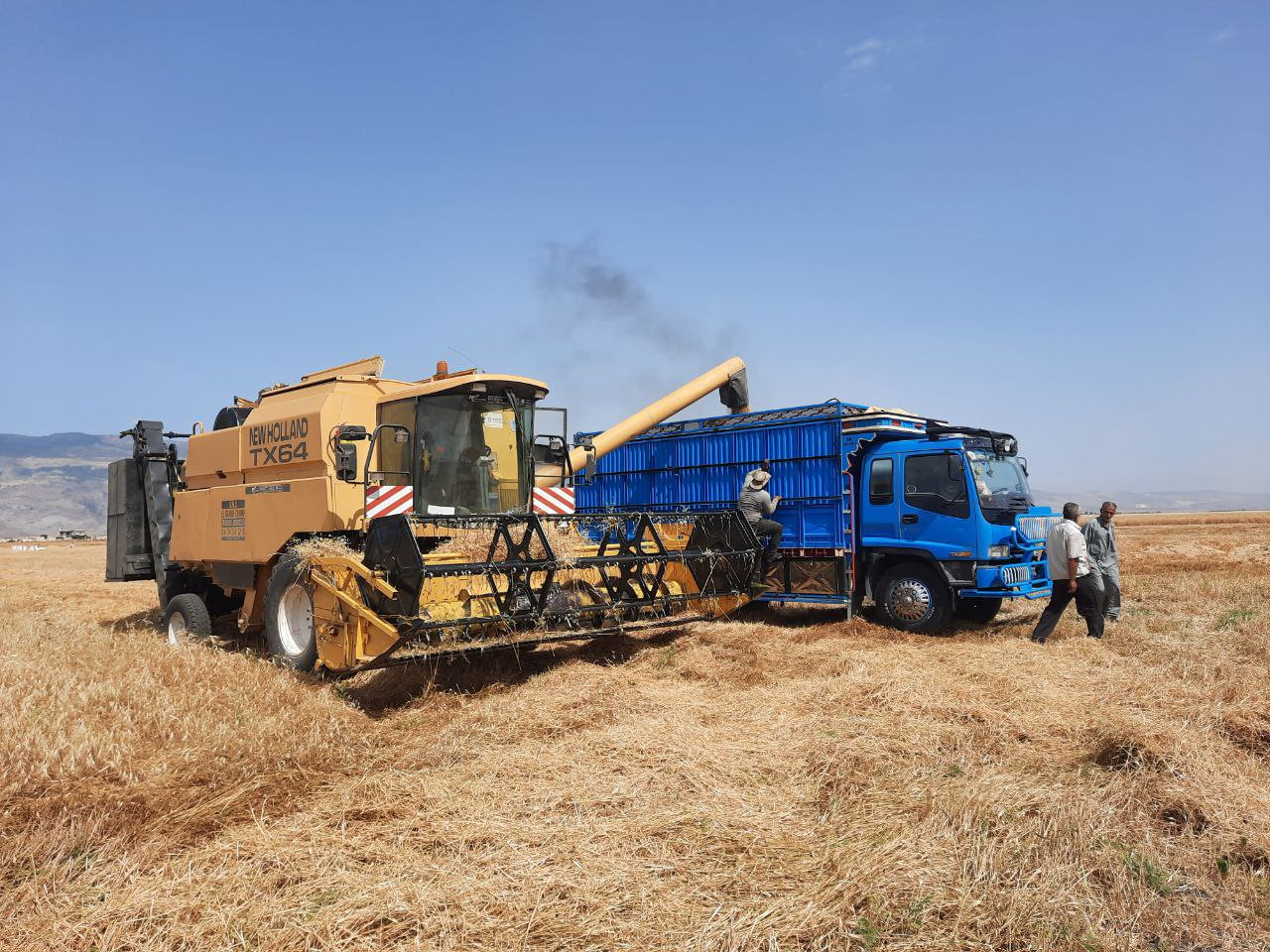 محصول القمح في سوريا مزيد من ا...