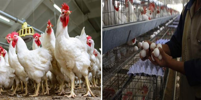 70 بالمئة من مربي دواجن حمص خا...