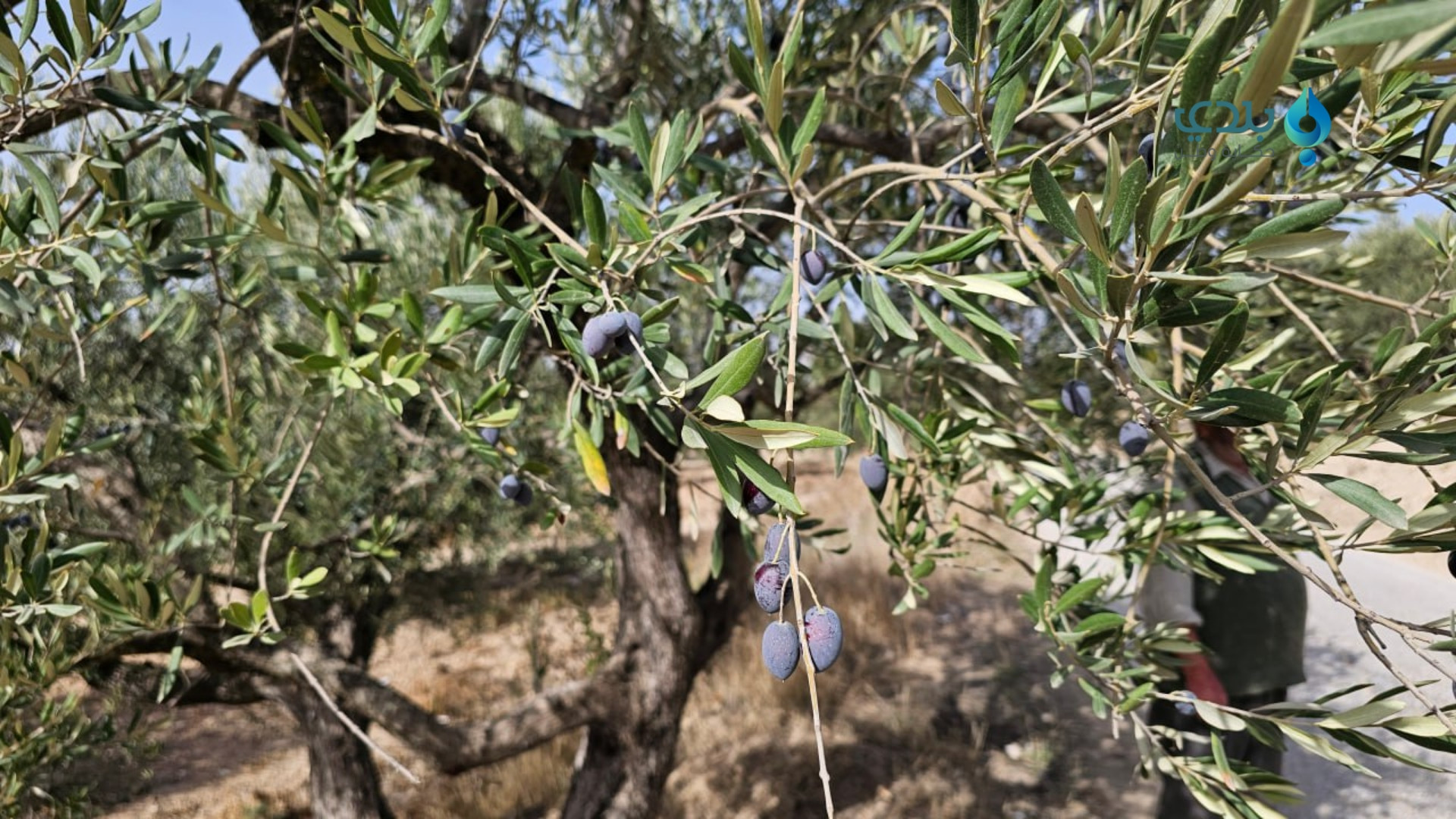 التغير المناخي يؤرق مزارعي محص...