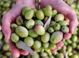 لماذا تراجع محصول الزيتون في ريف حلب هذا الموسم ؟