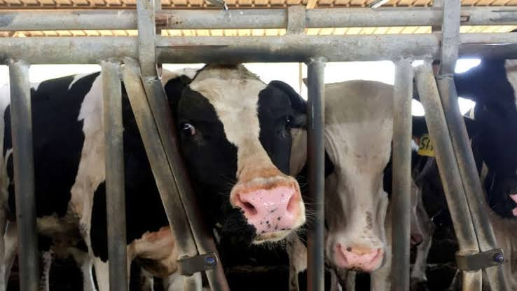 جديد النظام.. تركيب شريحة إلكت...