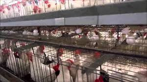 توقف العديد من المداجن بريف دي...