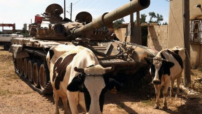 نقص الأعلاف يهدد الثروة الحيوا...