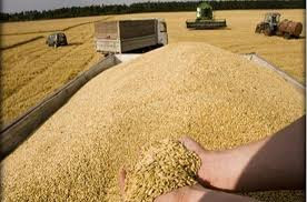 فساد بين  مسؤولي  استلام القمح بريف ديرالزور 