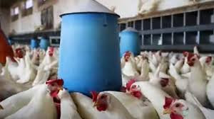 رئيس لجنة مربي الدواجن: الدجاج...