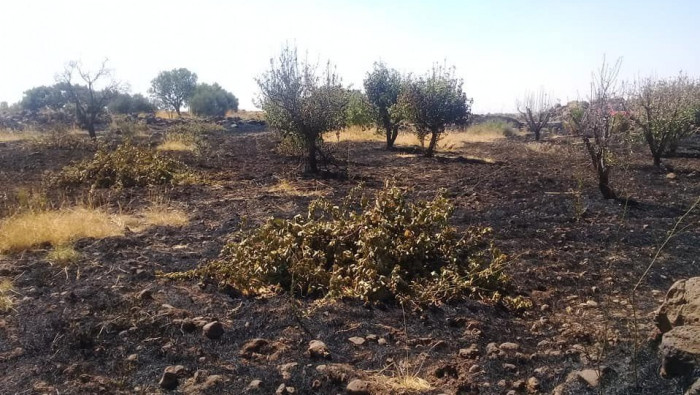 مكب نفايات يتسبب بحريق يلتهم أ...