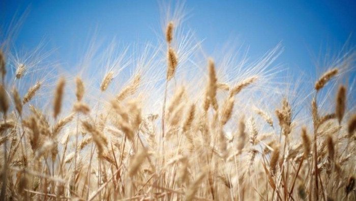 "منظمة فاو": إنتاج القمح في سو...