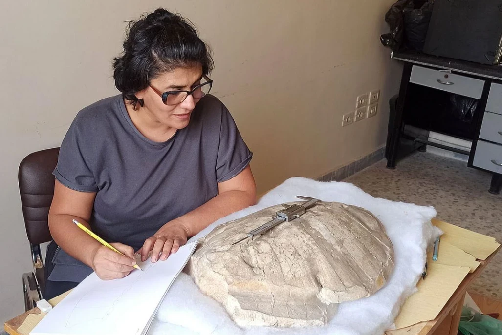 اكتشاف سلحفاة بحرية متحجرة عمر...