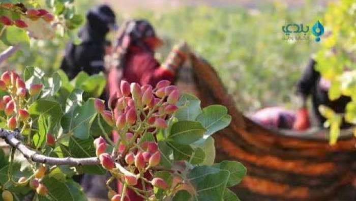 غياب أسواق التصريف يخفَض سعر ا...